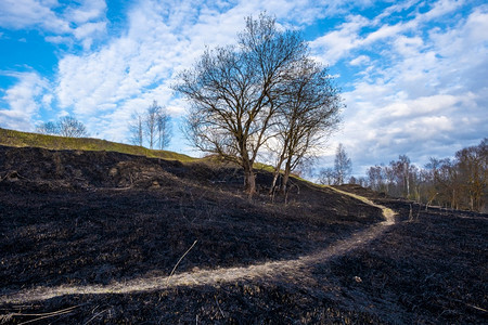 绿色多云的一条在地上漫步的狭窄道路去年被烧焦了一的树叶草在一个阴云的天爬上山丘烧焦的图片