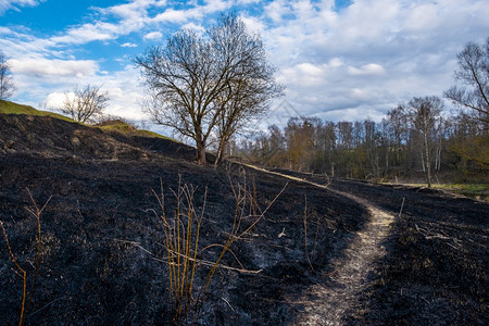 生态最后的一种条在地上漫步的狭窄道路去年被烧焦了一的树叶草在一个阴云的天爬上山丘图片