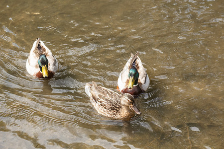 鸭子户外自然三只野鸭在河上游泳图片