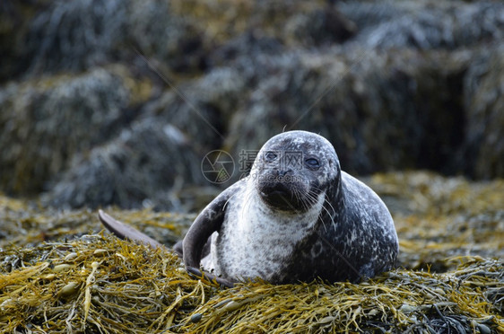 可爱的苏格兰海藻大床上的港口海豹斑小狗图片