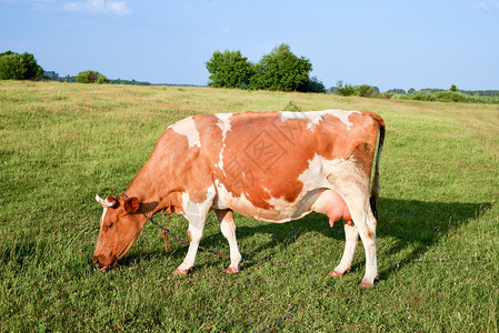 夏天白奶牛全身紧地在农场草原上放牧的牛群青红白斑全身紧贴着群的年轻红黄和白斑的肖像牧场红色图片