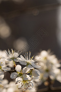 花的白色春天自然背景中的梅花早午餐自然背景中的梅花美丽背景图片