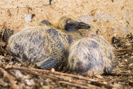 拉屎年轻的鸟堆满蜂巢上鸽子宝棕色图片素材
