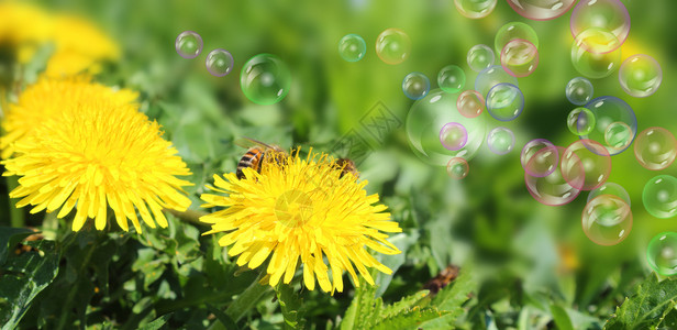 含有蜜蜂和多色泡的dandelion草地夏天气泡图片