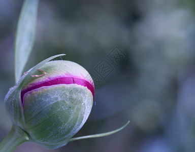 天然本底的草花芽生鲜新的单身颜色图片