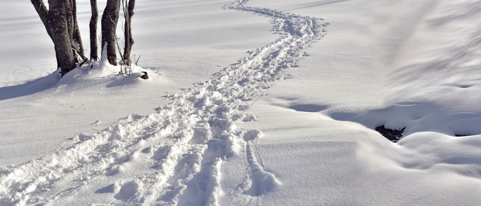 雪地里的足迹图片