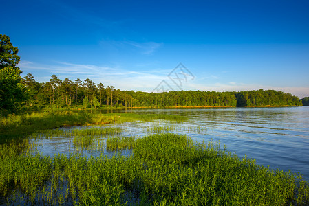 湿地摄影其栖息地的一只蓝色大海绵摄影伟的动物背景