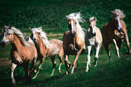 一群流浪马在草地里奔跑自由特伦蒂诺团体背景图片