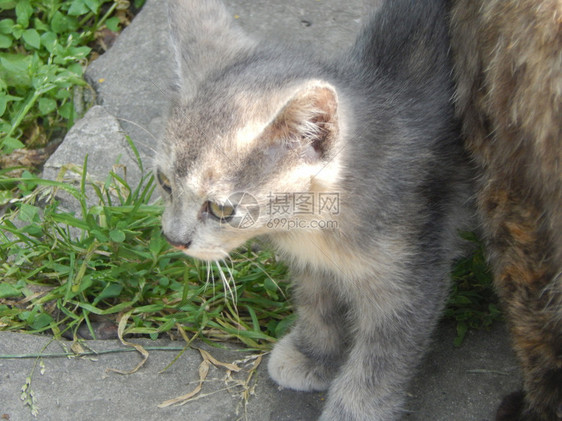 宠物屋年轻的猫和小在乡村的一所公寓房子院里玩猫和小在南部的一栋公寓房子院里玩图片