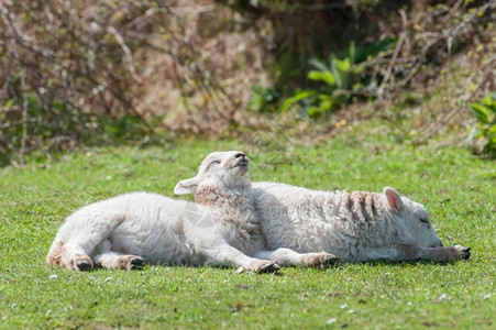 羊毛睡觉两只可爱的羊羔在春天阳光下晒日浴动物图片