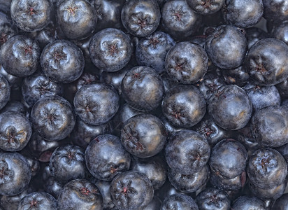 黑色的桩健康野樱莓黑色窒息浆果背景图片