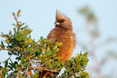 警惕一只斑点的老鼠鸟Colius三边刺在一棵树上南非荒野一种图片