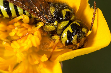 一种飞行户外黄蜂巨龟喷洒在花上黄蜂巨龙图片