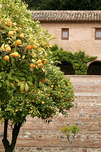 在历史砖墙前有橙子的大柳树在历史砖墙前有橘子古董地中海正面图片