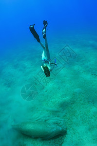 儒艮自由潜水的女孩和海藻在深中两只美人鱼鳍浮潜图片