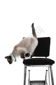 一个年轻纯种的雪鞋林克斯点白种人从旧高椅子上跳下古董衣领小猫图片