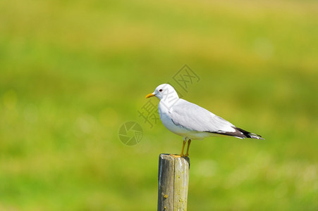荷兰维林克大黑头海鸥坐在草原上的木杆蓝色图片
