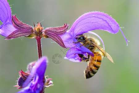 植物群授粉丹参有蜜蜂的鲜花和小在吸图片
