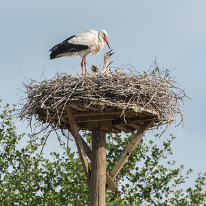 荒野天空鹳妈和小鸟在窝里家庭图片