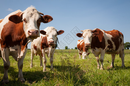农场可爱的小母牛红在绿草牧场里红牛在草地图片