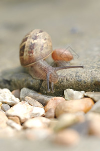 野生动物在石道上的蜗牛宏途径慢高清图片