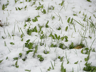 雪地里的小草图片