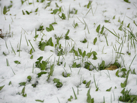 雪地里的小草图片