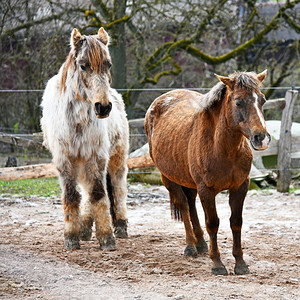 小马牛背景_小马牛摄影图片_小马牛壁纸_摄图网