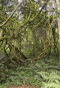 非洲南部萨比附近热带森林的松树枝延风丛林旅行植物图片