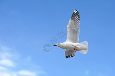 美丽的天空背景海鸥飞行鸟动物白色的图片