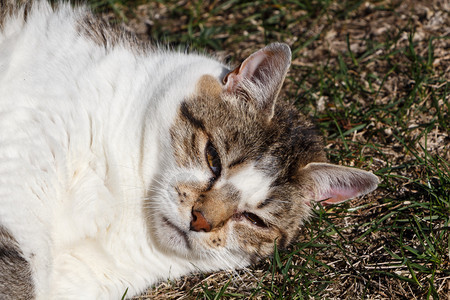 塔比猫躺在花园的草地上舔虎斑猫模式图片