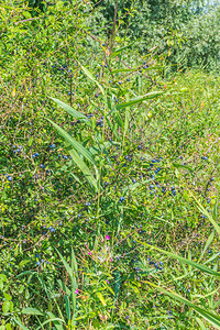 农业植物群蓝色的莓植物图片