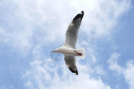 和平美丽的天空背景海鸥飞行鸟传播自由图片