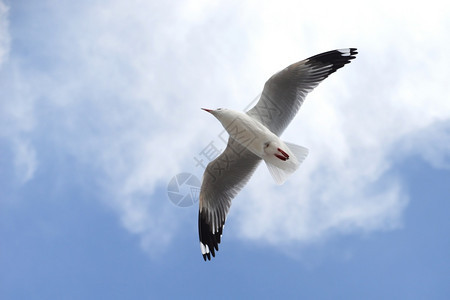 传播美丽的天空背景海鸥飞行鸟白色的水图片