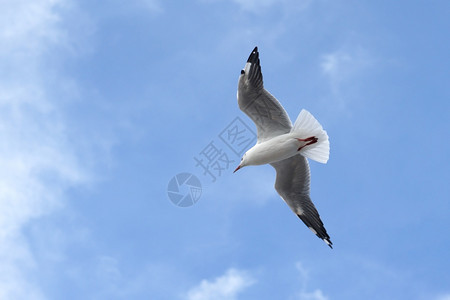 禽类美丽的天空背景海鸥飞行鸟动物园荒野图片