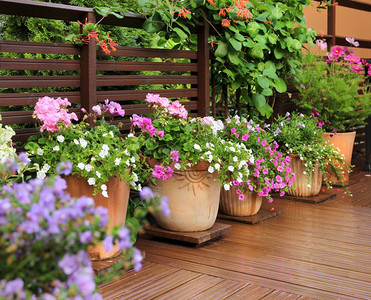 园艺红陶在木制夏季阳台的粘土锅中鲜花园图片