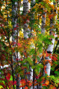 丰富多彩的秋叶中白桦树林地美丽图片
