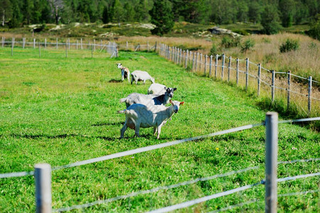 相邻草地上挪威绵羊bro背景挪威近界草地上绵羊chd文章农场散景图片