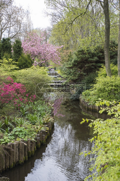 森林新鲜的英语花园有黄色水仙蓝花朵红Acer树和小水河开花图片
