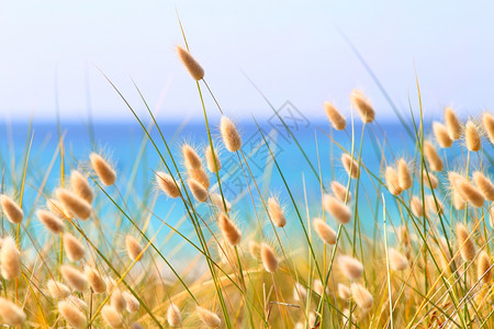 安静的蓝色海滩上兔子尾巴草拉古鲁斯奥瓦图沙丘图片