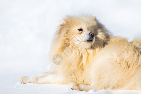 蓬松的犬类白色雪中被救狗往后看图片