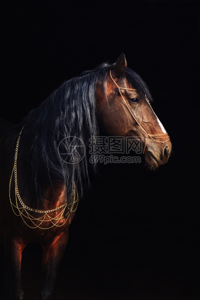 马术小跑在黑奥洛夫马匹上被孤立的湾养马肖像美丽的图片