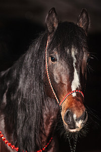 轮廓奥尔洛夫纯种在黑奥马匹上被孤立的湾养马肖像图片