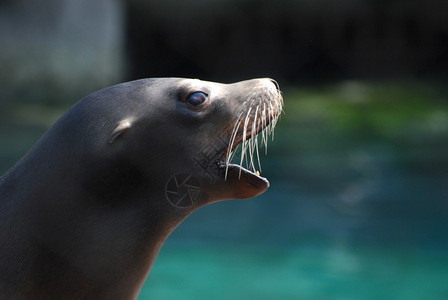 耳朵张开嘴可爱的海狮脸谱野生动物荒图片