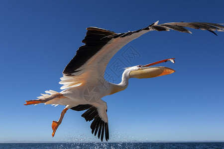 翅膀非洲纳米比亚海岸的韦尔维斯湾上空飞行中的粉红后背PelicanPeelecanusonocrotalus海洋鹈鹕图片