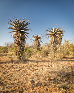 花一种非洲博茨瓦纳沙漠地貌的荒带野生藻类植物维拉图片