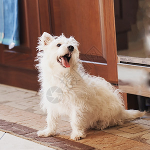 哺乳动物乐趣坐在地毯上的泰瑞尔Terrier梗犬图片