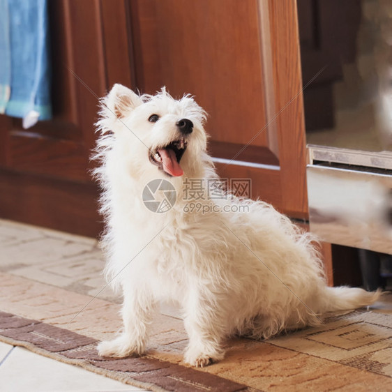 哺乳动物乐趣坐在地毯上的泰瑞尔Terrier梗犬图片