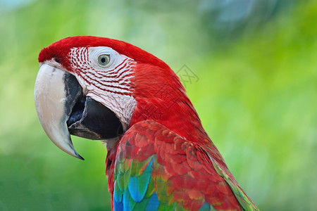 热带羽毛动物美丽的鹦鹉鸟画像中的绿翼马考图片