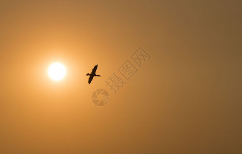 鸬鹚晚上鸟类日落时一只热兰鸟在日落时飞太阳留在照片上复制文本空间图片